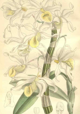 Reproducción/Reproduction 34628894963: Curtis's botanical magazine.. London ; New York [etc.] :Academic Press [etc.]