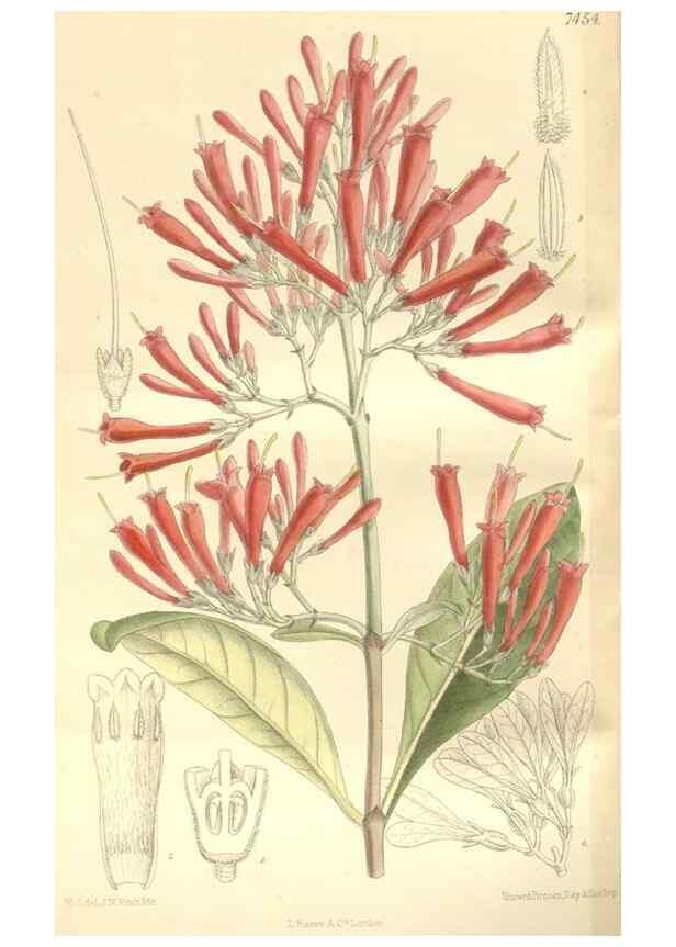 Reproducción/Reproduction 34628897213: Curtis's botanical magazine.. London ; New York [etc.] :Academic Press [etc.]
