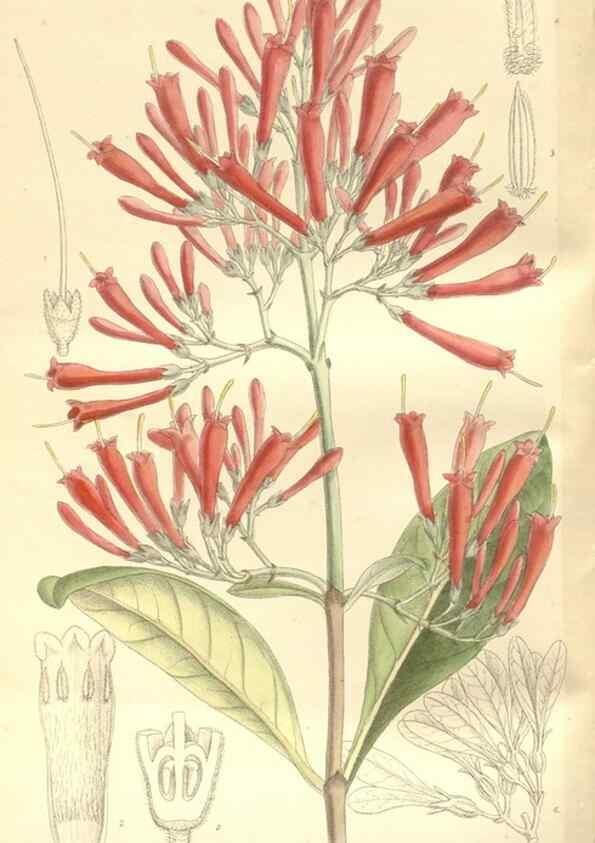Reproducción/Reproduction 34628897213: Curtis's botanical magazine.. London ; New York [etc.] :Academic Press [etc.]