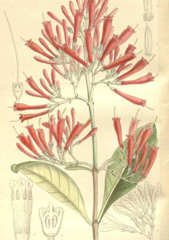 Reproducción/Reproduction 34628897213: Curtis's botanical magazine.. London ; New York [etc.] :Academic Press [etc.]