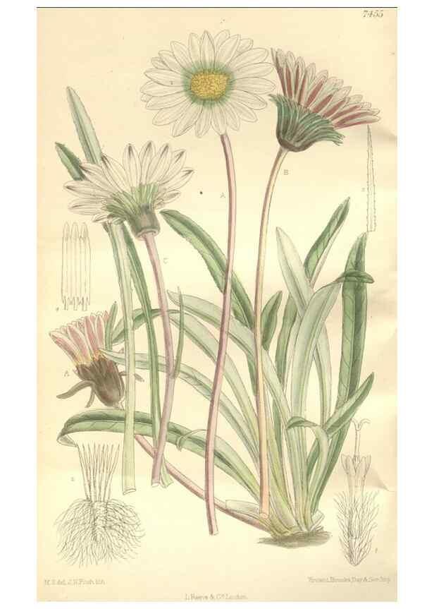 Reproducción/Reproduction 34596947914: Curtis's botanical magazine.. London ; New York [etc.] :Academic Press [etc.]