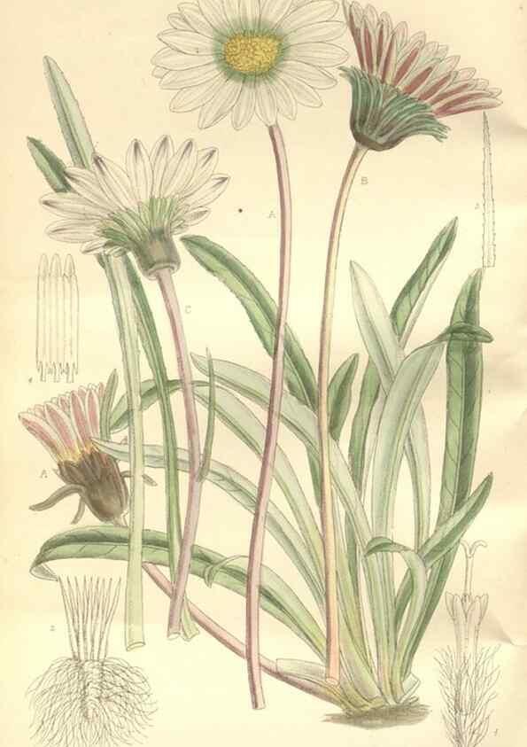 Reproducción/Reproduction 34596947914: Curtis's botanical magazine.. London ; New York [etc.] :Academic Press [etc.]