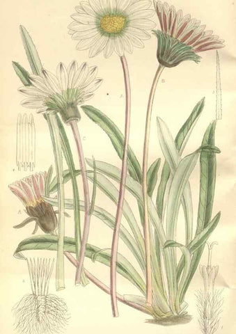 Reproducción/Reproduction 34596947914: Curtis's botanical magazine.. London ; New York [etc.] :Academic Press [etc.]
