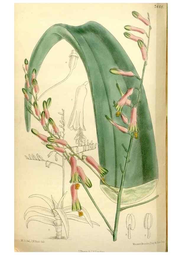 Reproducción/Reproduction 35051551610: Curtis's botanical magazine.. London ; New York [etc.] :Academic Press [etc.]