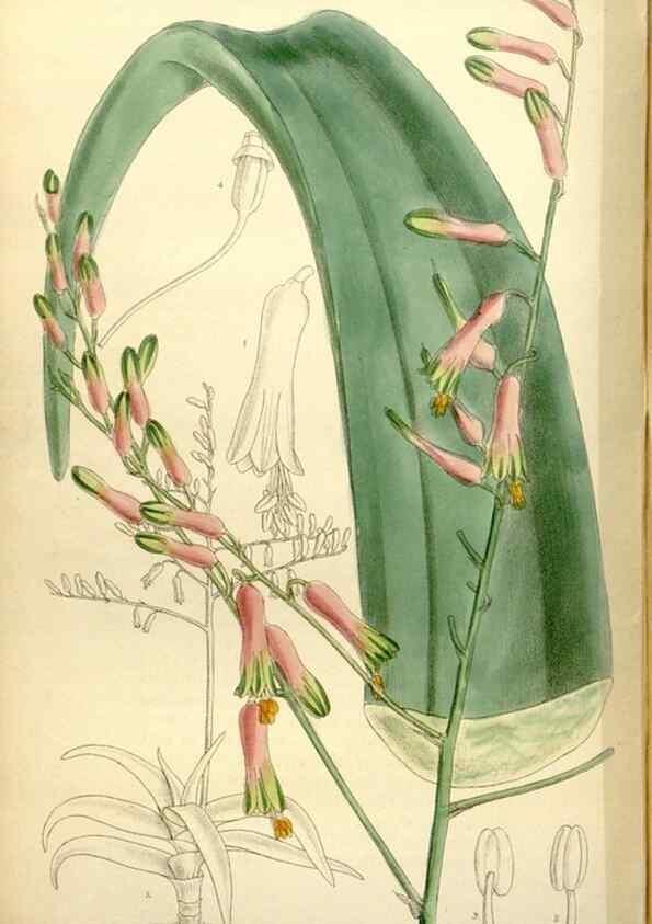 Reproducción/Reproduction 35051551610: Curtis's botanical magazine.. London ; New York [etc.] :Academic Press [etc.]