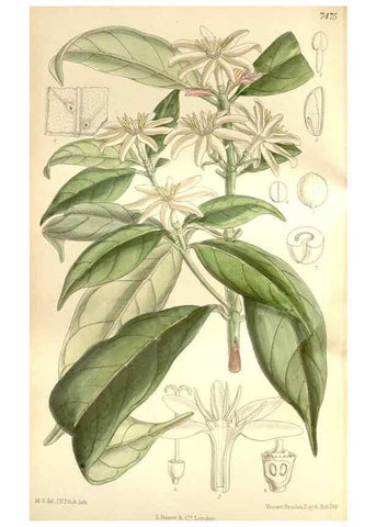 Reproducción/Reproduction 35272189492: Curtis's botanical magazine.. London ; New York [etc.] :Academic Press [etc.]
