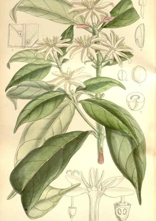 Reproducción/Reproduction 35272189492: Curtis's botanical magazine.. London ; New York [etc.] :Academic Press [etc.]