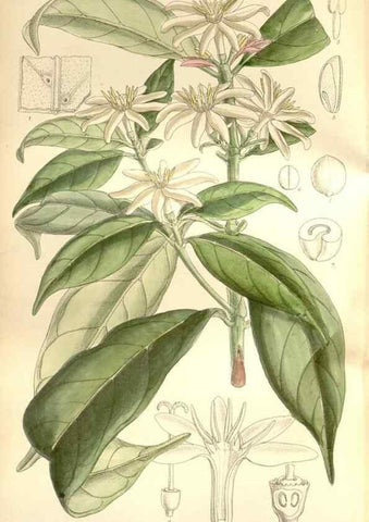 Reproducción/Reproduction 35272189492: Curtis's botanical magazine.. London ; New York [etc.] :Academic Press [etc.]