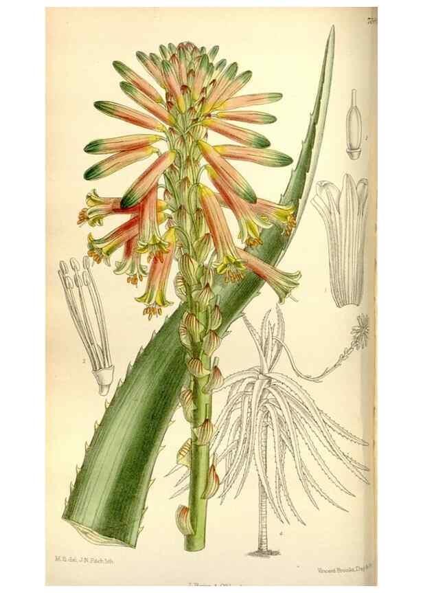 Reproducción/Reproduction 35051442170: Curtis's botanical magazine.. London ; New York [etc.] :Academic Press [etc.]