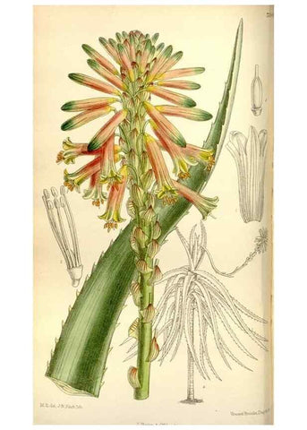 Reproducción/Reproduction 35051442170: Curtis's botanical magazine.. London ; New York [etc.] :Academic Press [etc.]