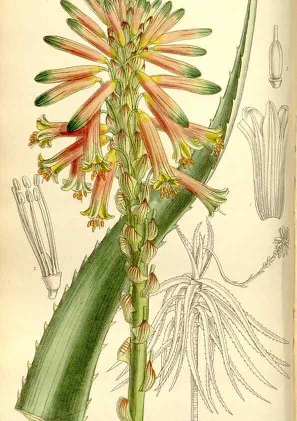 Reproducción/Reproduction 35051442170: Curtis's botanical magazine.. London ; New York [etc.] :Academic Press [etc.]