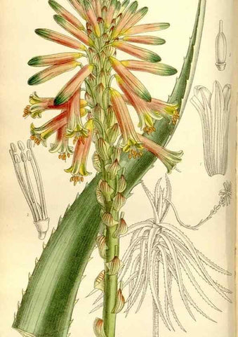 Reproducción/Reproduction 35051442170: Curtis's botanical magazine.. London ; New York [etc.] :Academic Press [etc.]