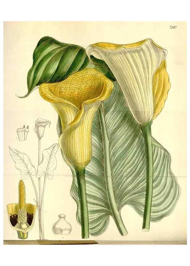 Reproducción/Reproduction 34596729664: Curtis's botanical magazine.. London ; New York [etc.] :Academic Press [etc.]