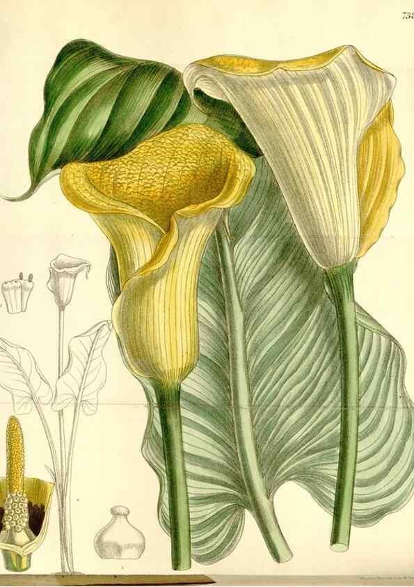 Reproducción/Reproduction 34596729664: Curtis's botanical magazine.. London ; New York [etc.] :Academic Press [etc.]