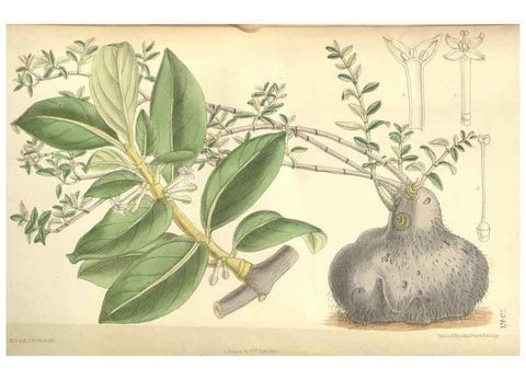 Reproducción/Reproduction 34628312173: Curtis's botanical magazine.. London ; New York [etc.] :Academic Press [etc.]