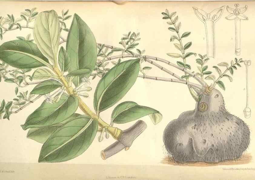 Reproducción/Reproduction 34628312173: Curtis's botanical magazine.. London ; New York [etc.] :Academic Press [etc.]