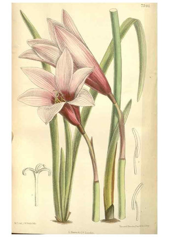 Reproducción/Reproduction 34628315783: Curtis's botanical magazine.. London ; New York [etc.] :Academic Press [etc.]
