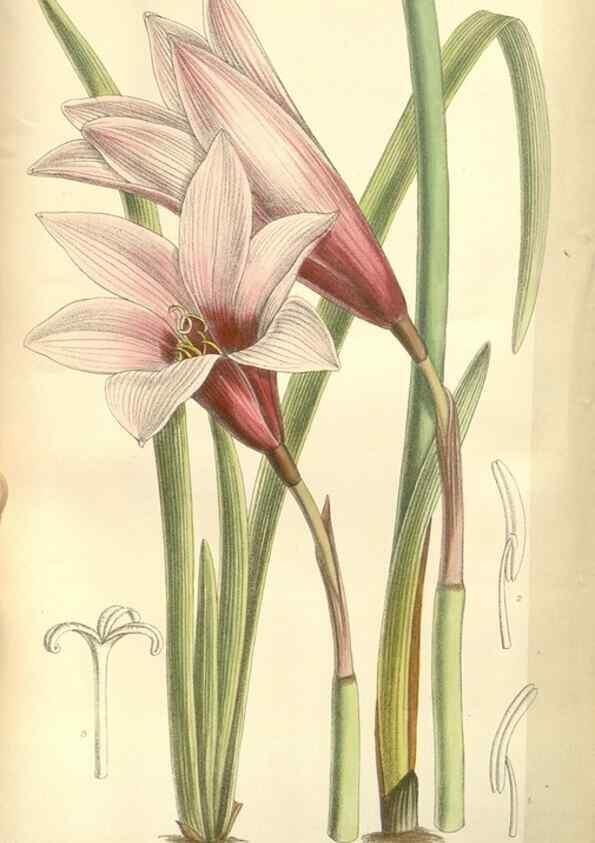 Reproducción/Reproduction 34628315783: Curtis's botanical magazine.. London ; New York [etc.] :Academic Press [etc.]