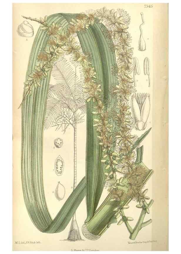 Reproducción/Reproduction 34628320363: Curtis's botanical magazine.. London ; New York [etc.] :Academic Press [etc.]