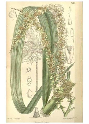 Reproducción/Reproduction 34628320363: Curtis's botanical magazine.. London ; New York [etc.] :Academic Press [etc.]