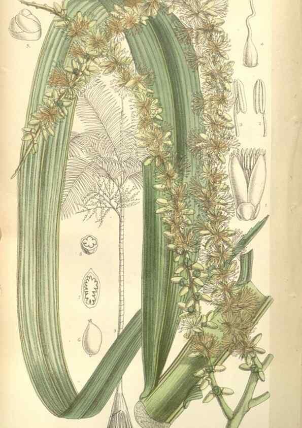 Reproducción/Reproduction 34628320363: Curtis's botanical magazine.. London ; New York [etc.] :Academic Press [etc.]