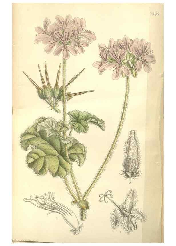 Reproducción/Reproduction 35438187335: Curtis's botanical magazine.. London ; New York [etc.] :Academic Press [etc.]