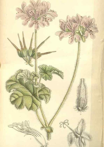 Reproducción/Reproduction 35438187335: Curtis's botanical magazine.. London ; New York [etc.] :Academic Press [etc.]