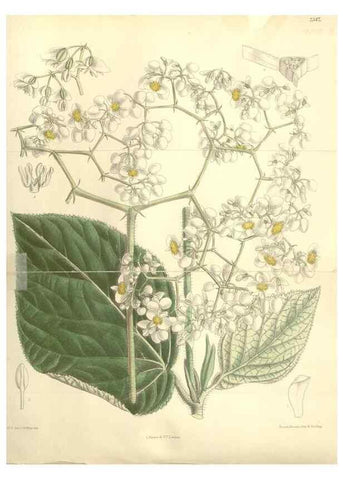 Reproducción/Reproduction 35438190145: Curtis's botanical magazine.. London ; New York [etc.] :Academic Press [etc.]