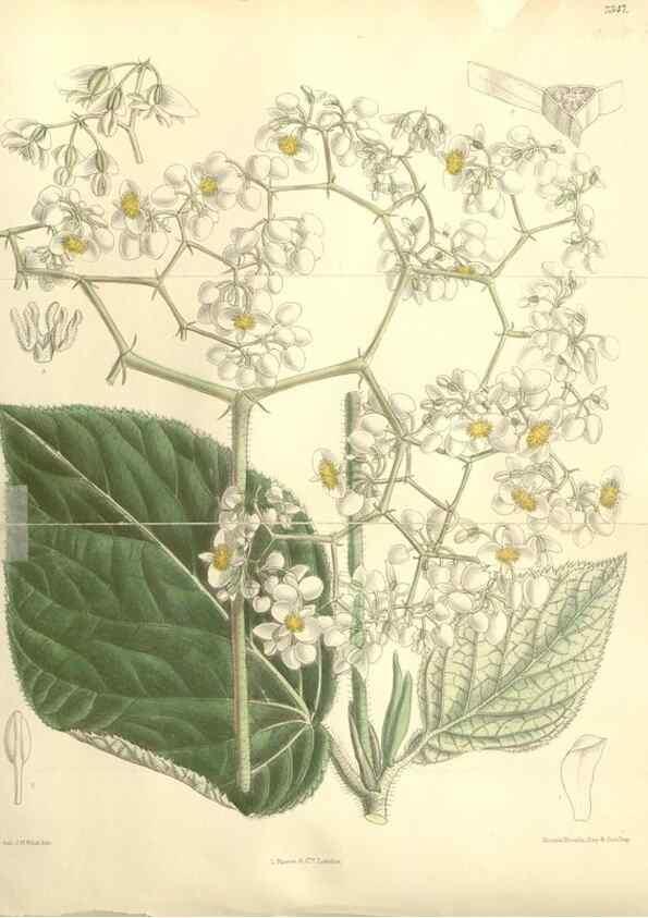 Reproducción/Reproduction 35438190145: Curtis's botanical magazine.. London ; New York [etc.] :Academic Press [etc.]