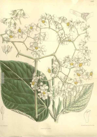Reproducción/Reproduction 35438190145: Curtis's botanical magazine.. London ; New York [etc.] :Academic Press [etc.]