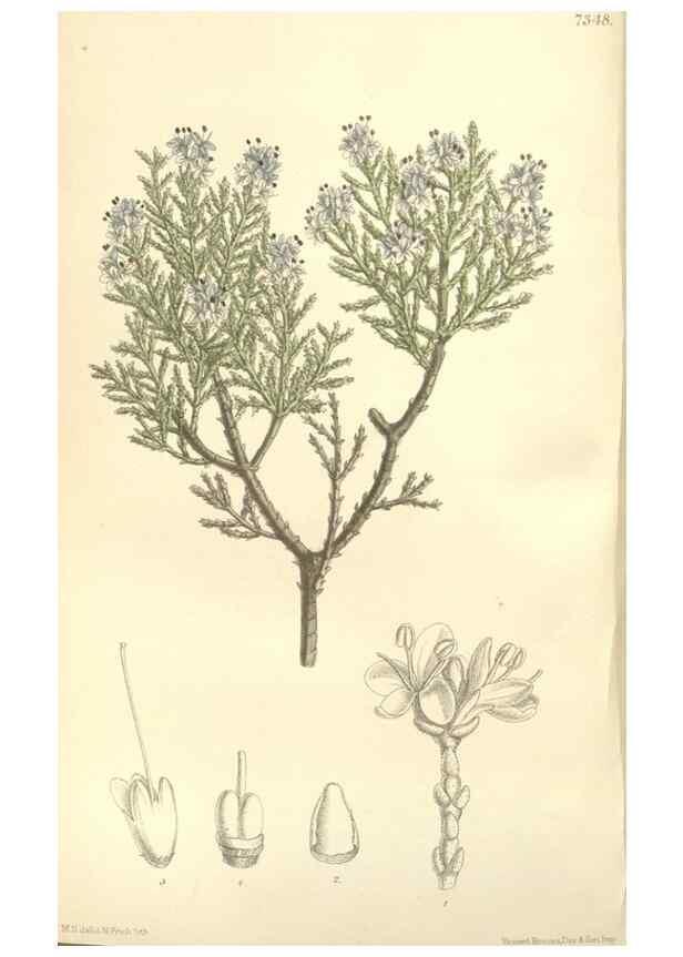 Reproducción/Reproduction 34628334023: Curtis's botanical magazine.. London ; New York [etc.] :Academic Press [etc.]