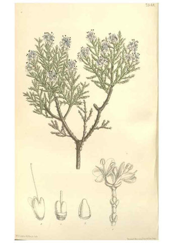 Reproducción/Reproduction 34628334023: Curtis's botanical magazine.. London ; New York [etc.] :Academic Press [etc.]