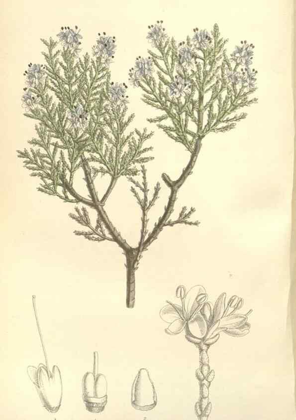 Reproducción/Reproduction 34628334023: Curtis's botanical magazine.. London ; New York [etc.] :Academic Press [etc.]