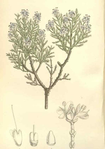 Reproducción/Reproduction 34628334023: Curtis's botanical magazine.. London ; New York [etc.] :Academic Press [etc.]