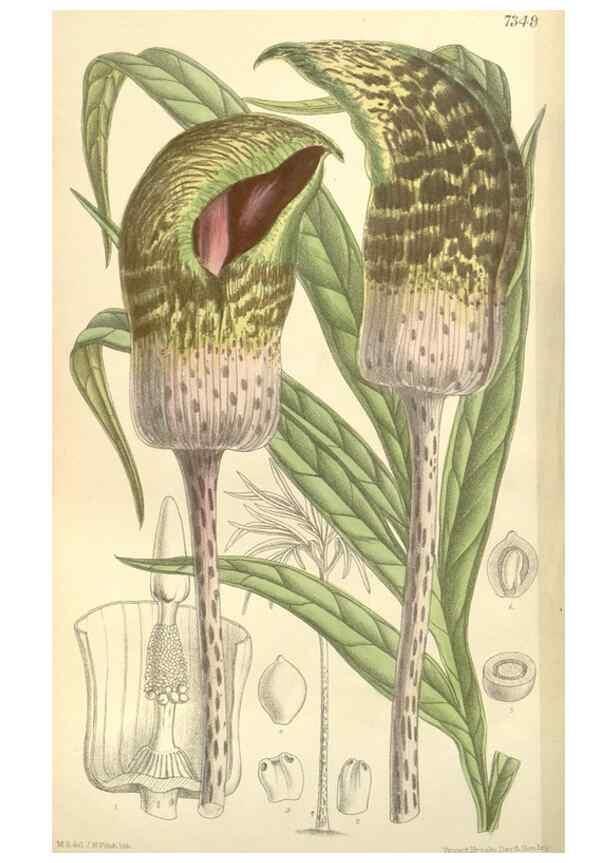 Reproducción/Reproduction 34628338333: Curtis's botanical magazine.. London ; New York [etc.] :Academic Press [etc.]