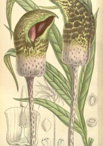 Reproducción/Reproduction 34628338333: Curtis's botanical magazine.. London ; New York [etc.] :Academic Press [etc.]