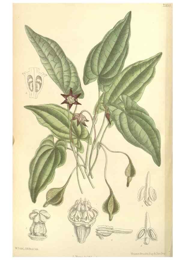 Reproducción/Reproduction 34628342463: Curtis's botanical magazine.. London ; New York [etc.] :Academic Press [etc.]
