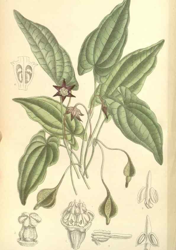 Reproducción/Reproduction 34628342463: Curtis's botanical magazine.. London ; New York [etc.] :Academic Press [etc.]