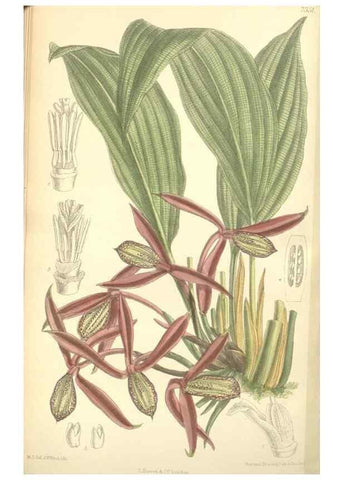 Reproducción/Reproduction 34628346833: Curtis's botanical magazine.. London ; New York [etc.] :Academic Press [etc.]