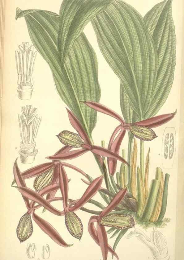 Reproducción/Reproduction 34628346833: Curtis's botanical magazine.. London ; New York [etc.] :Academic Press [etc.]