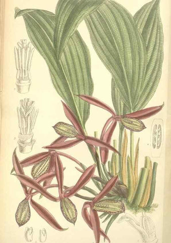 Reproducción/Reproduction 34628346833: Curtis's botanical magazine.. London ; New York [etc.] :Academic Press [etc.]