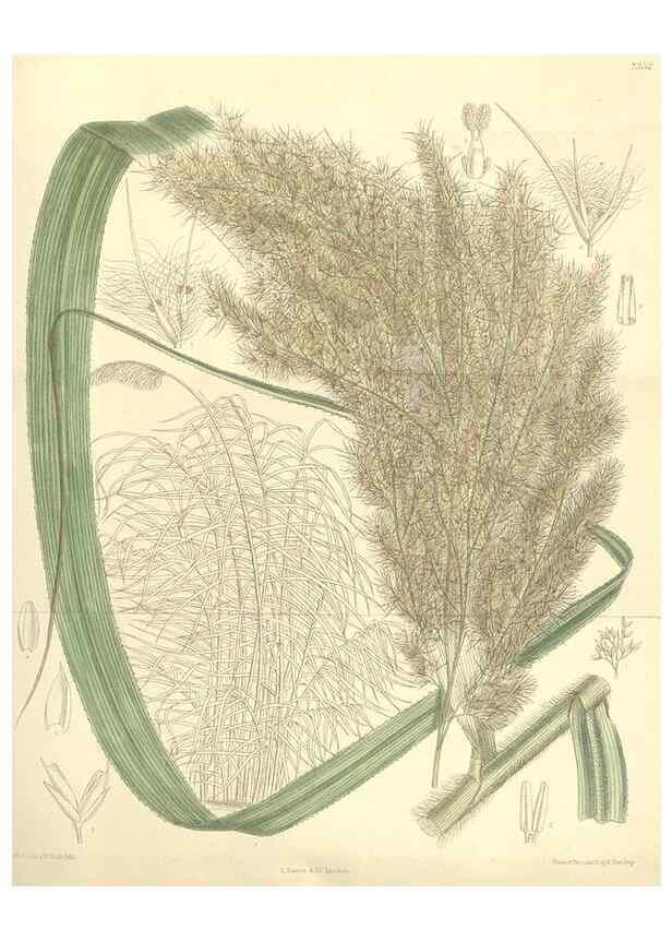 Reproducción/Reproduction 35438201175: Curtis's botanical magazine.. London ; New York [etc.] :Academic Press [etc.]