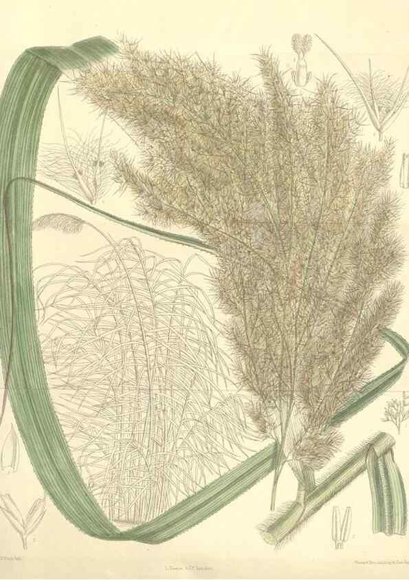 Reproducción/Reproduction 35438201175: Curtis's botanical magazine.. London ; New York [etc.] :Academic Press [etc.]