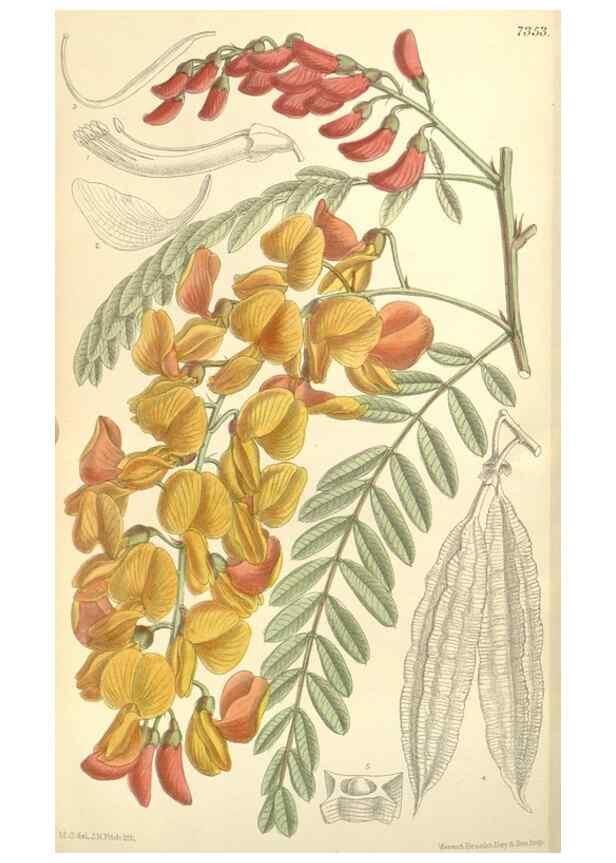 Reproducción/Reproduction 35438203265: Curtis's botanical magazine.. London ; New York [etc.] :Academic Press [etc.]