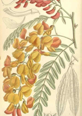 Reproducción/Reproduction 35438203265: Curtis's botanical magazine.. London ; New York [etc.] :Academic Press [etc.]