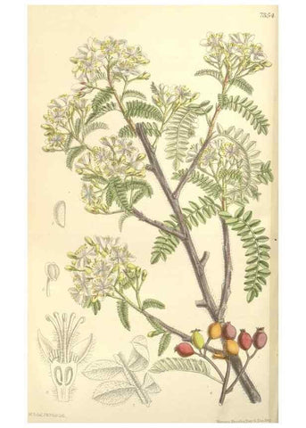 Reproducción/Reproduction 35438205775: Curtis's botanical magazine.. London ; New York [etc.] :Academic Press [etc.]