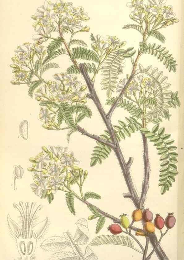 Reproducción/Reproduction 35438205775: Curtis's botanical magazine.. London ; New York [etc.] :Academic Press [etc.]
