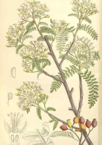 Reproducción/Reproduction 35438205775: Curtis's botanical magazine.. London ; New York [etc.] :Academic Press [etc.]