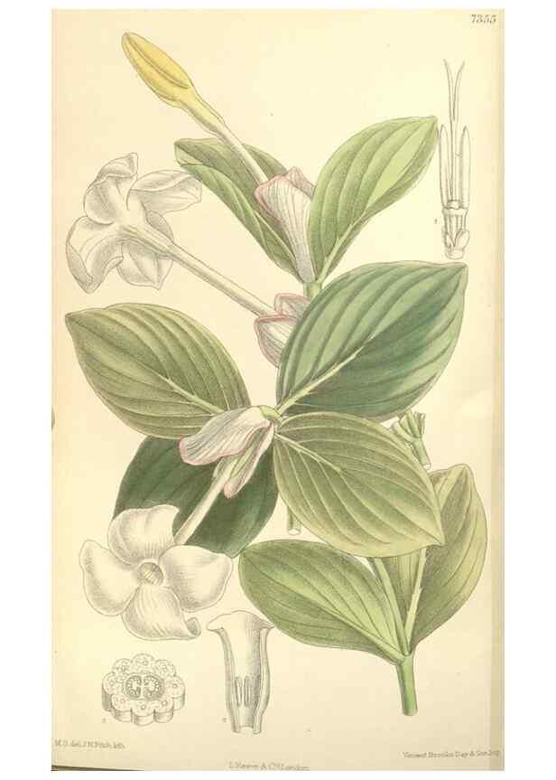 Reproducción/Reproduction 35308536121: Curtis's botanical magazine.. London ; New York [etc.] :Academic Press [etc.]