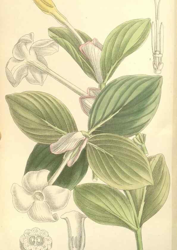 Reproducción/Reproduction 35308536121: Curtis's botanical magazine.. London ; New York [etc.] :Academic Press [etc.]